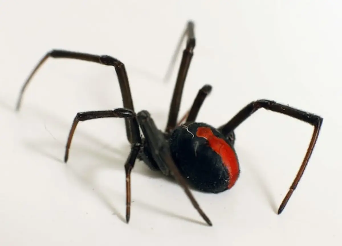 Araña espalda roja (Latrodectus hasselti)