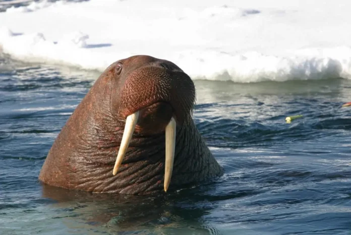 animales marinos con colmillos de marfil