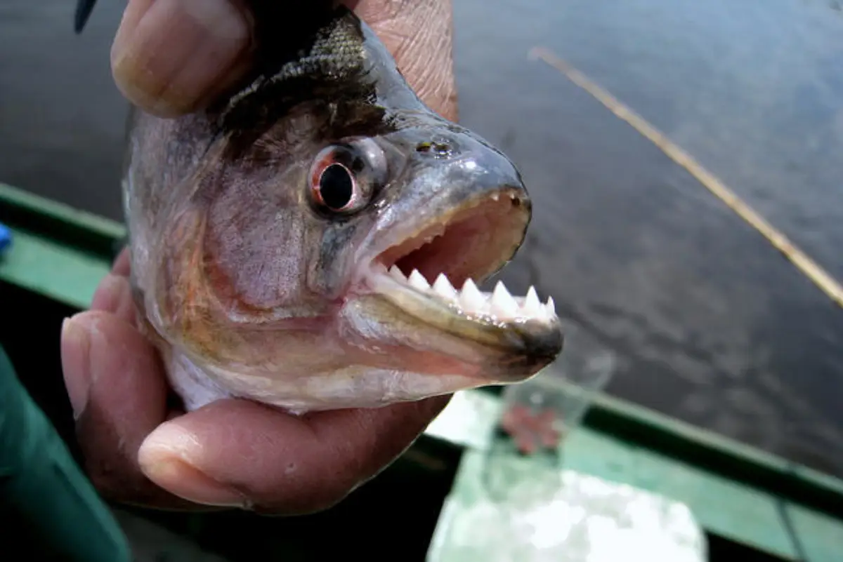 Pez Piraña (Pygocentrus nattereri)