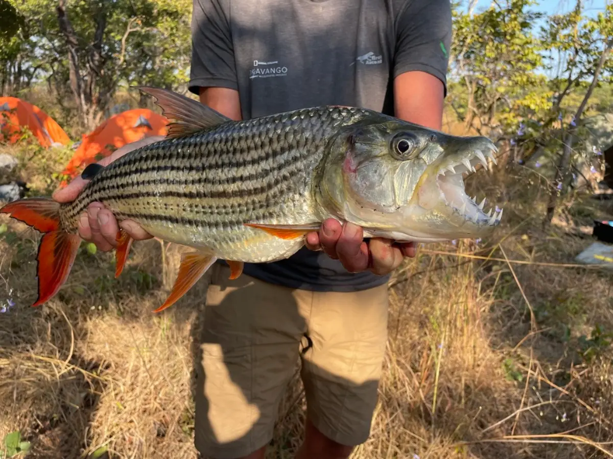 Pez Tigre (Hydrocynus vittatus)