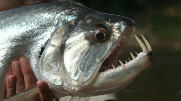 peces con los dientes más afilados del mundo