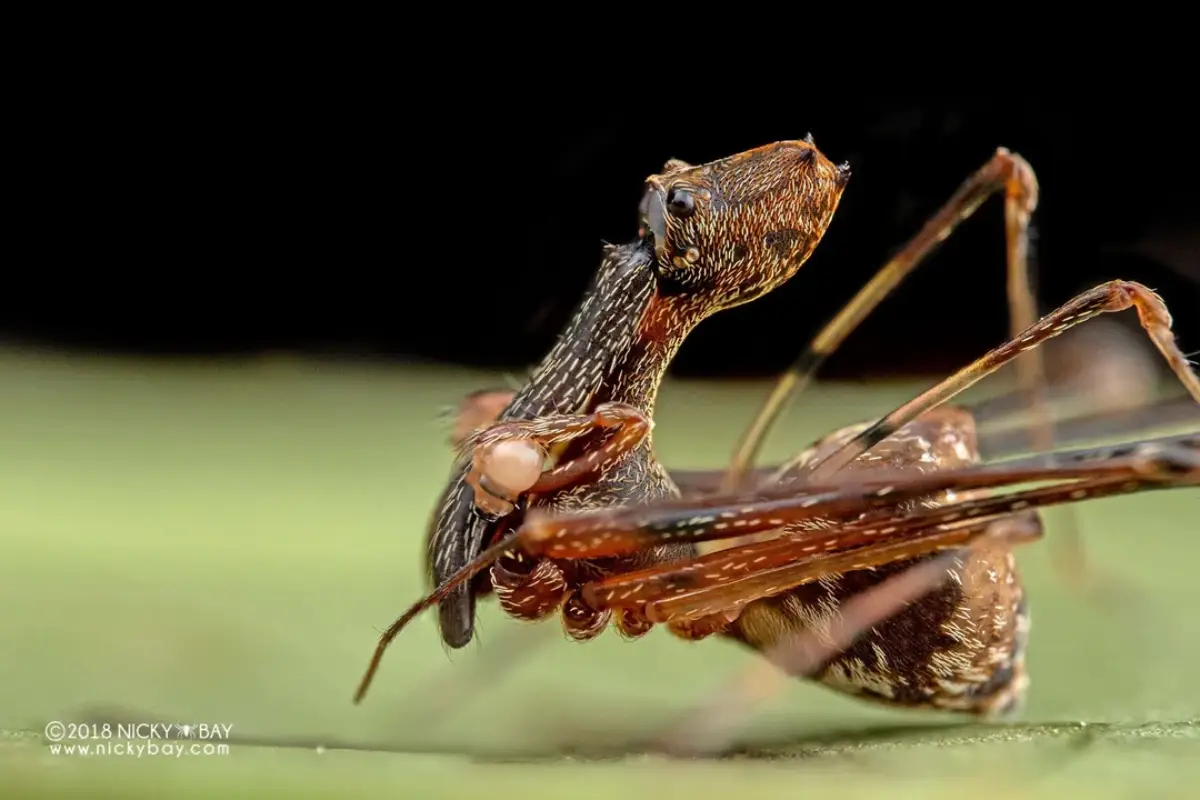 Araña pelícano (Eriauchenius spp.)