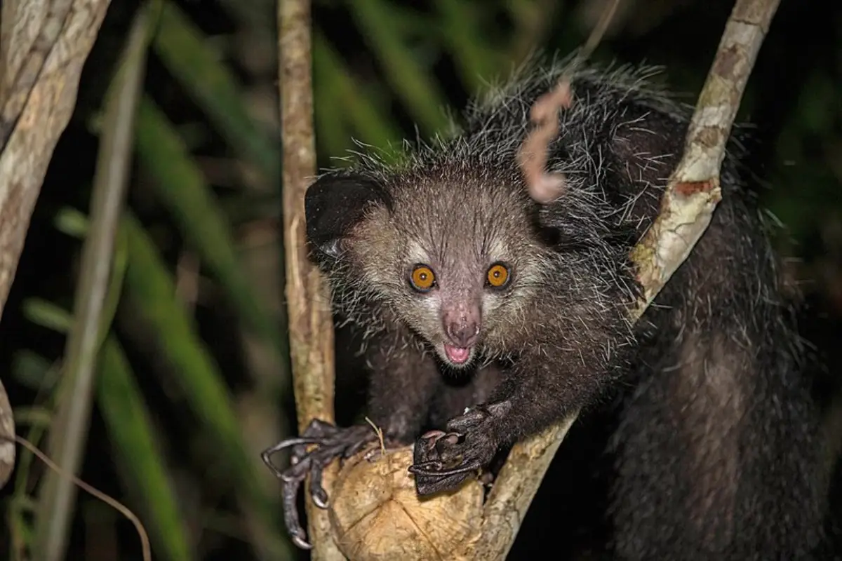 Aye-Aye