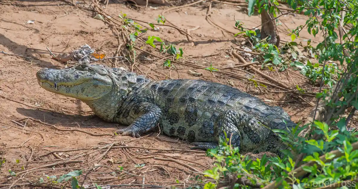 Caiman latirostris