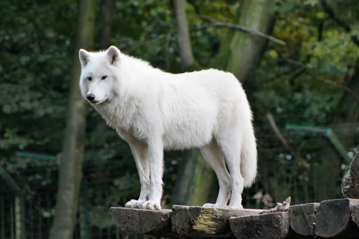 Lobo ártico (Canis lupus arctos)