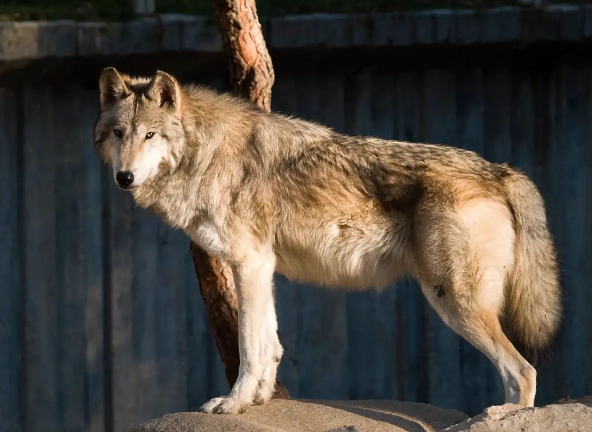 Lobo de Mackenzie (Canis lupus occidentalis)