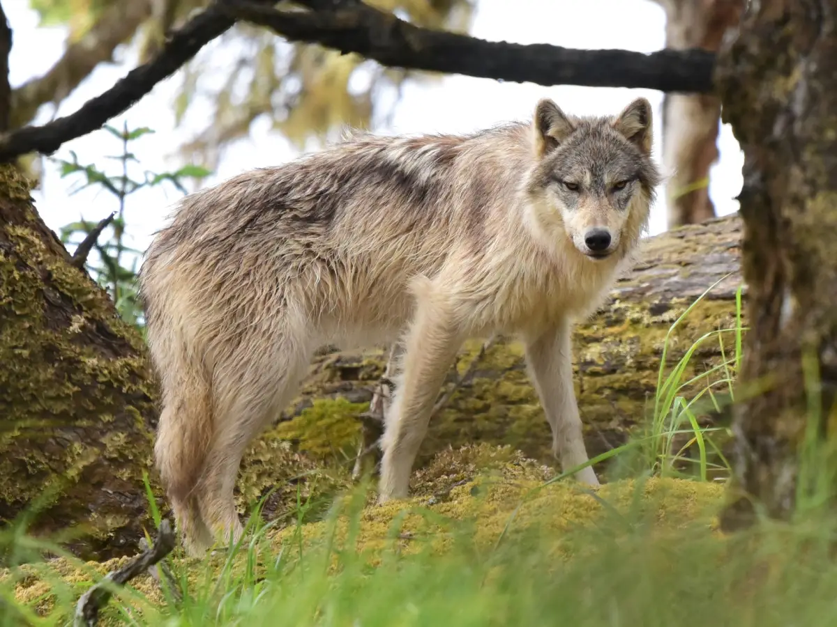 Lobo gris (Canis lupus)