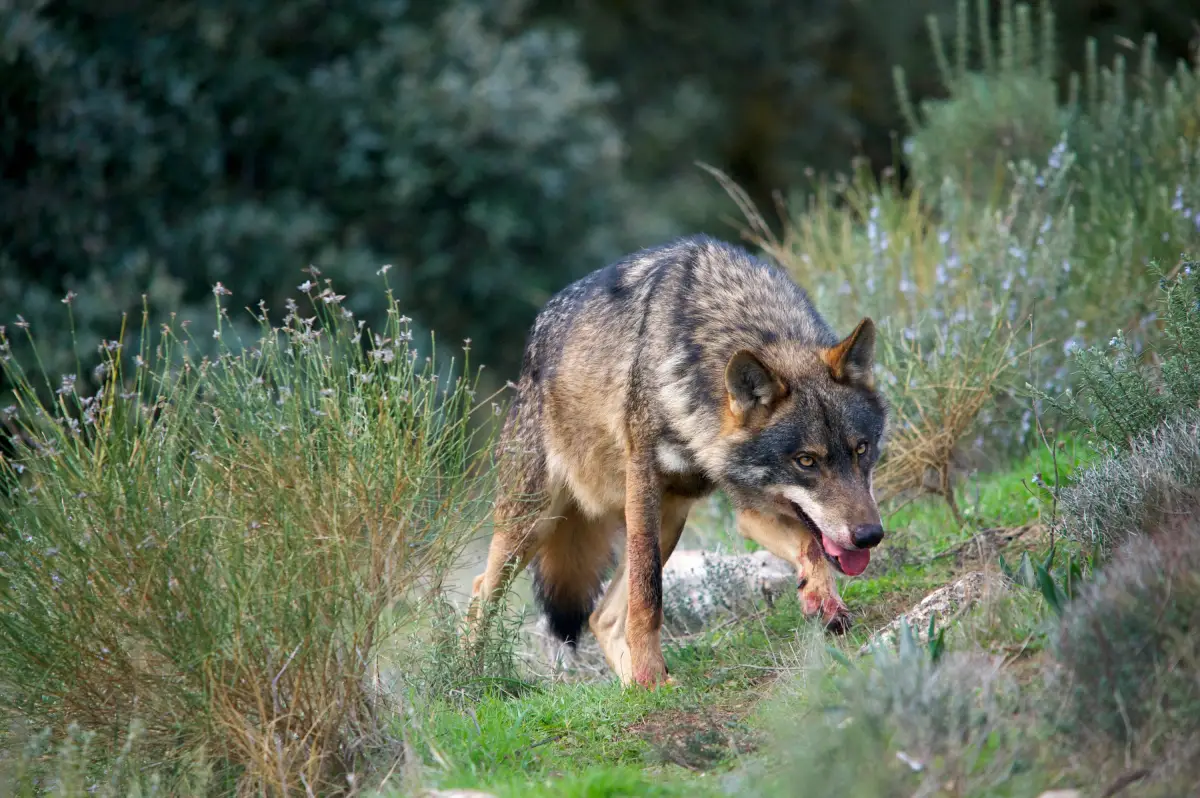 Lobo ibérico (Canis lupus signatus)