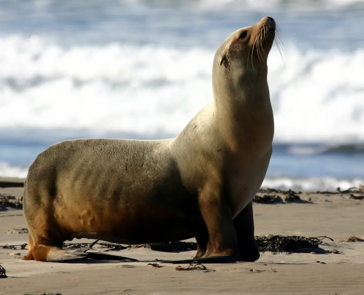 Lobo marino de California