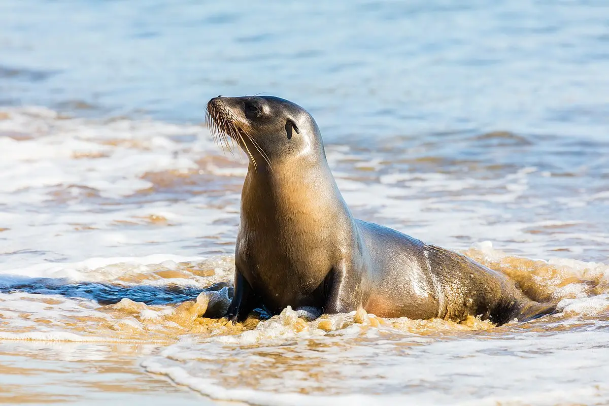 Lobo marino de Galápagos