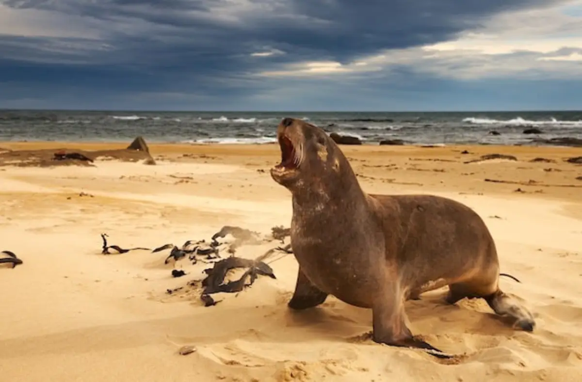 Lobo marino de Nueva Zelanda