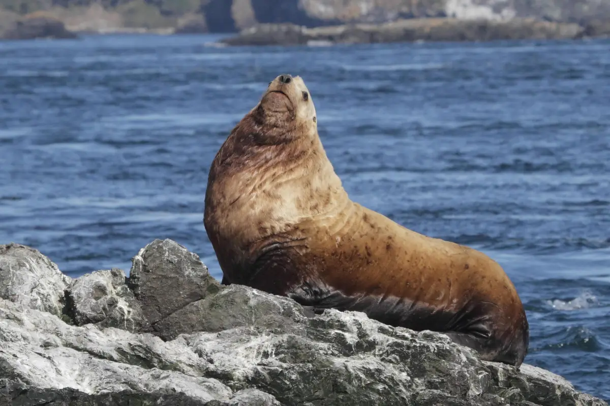 Lobo marino de Steller