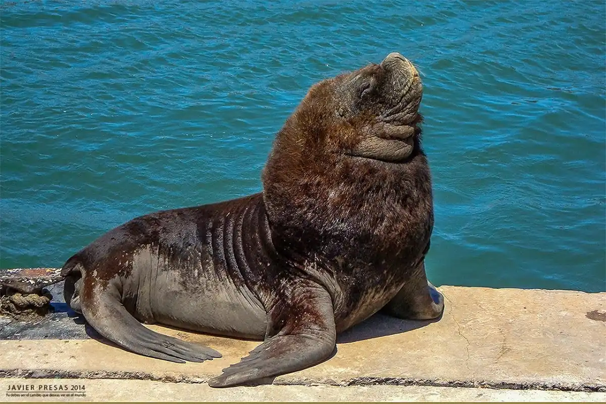 Lobo marino sudamericano