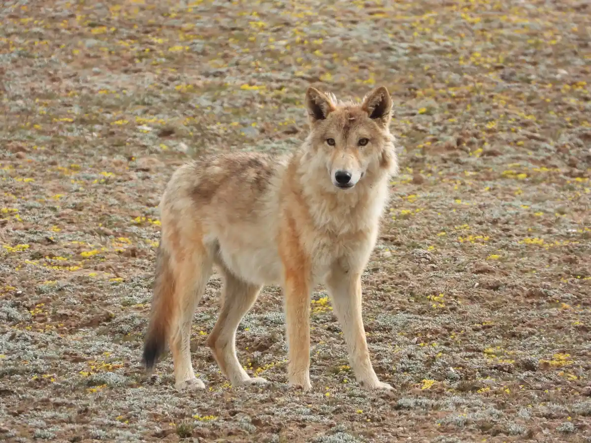 Lobo tibetano (Canis lupus chanco)