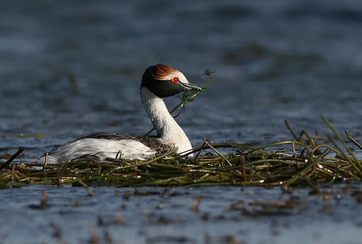 Macá tobiano (Podiceps gallardoi)