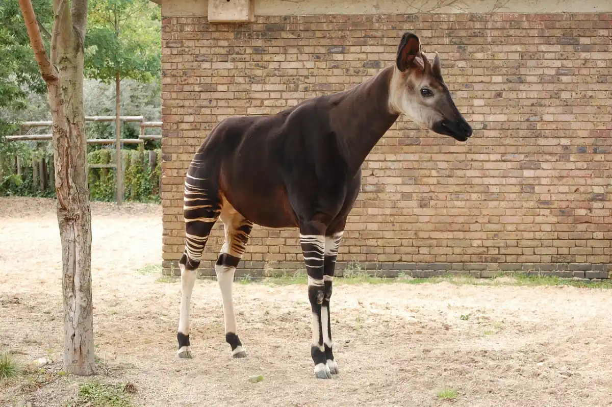 Okapi