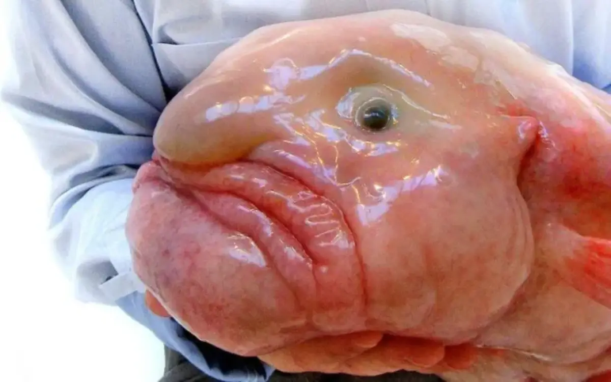 Pez Gota (Blobfish)