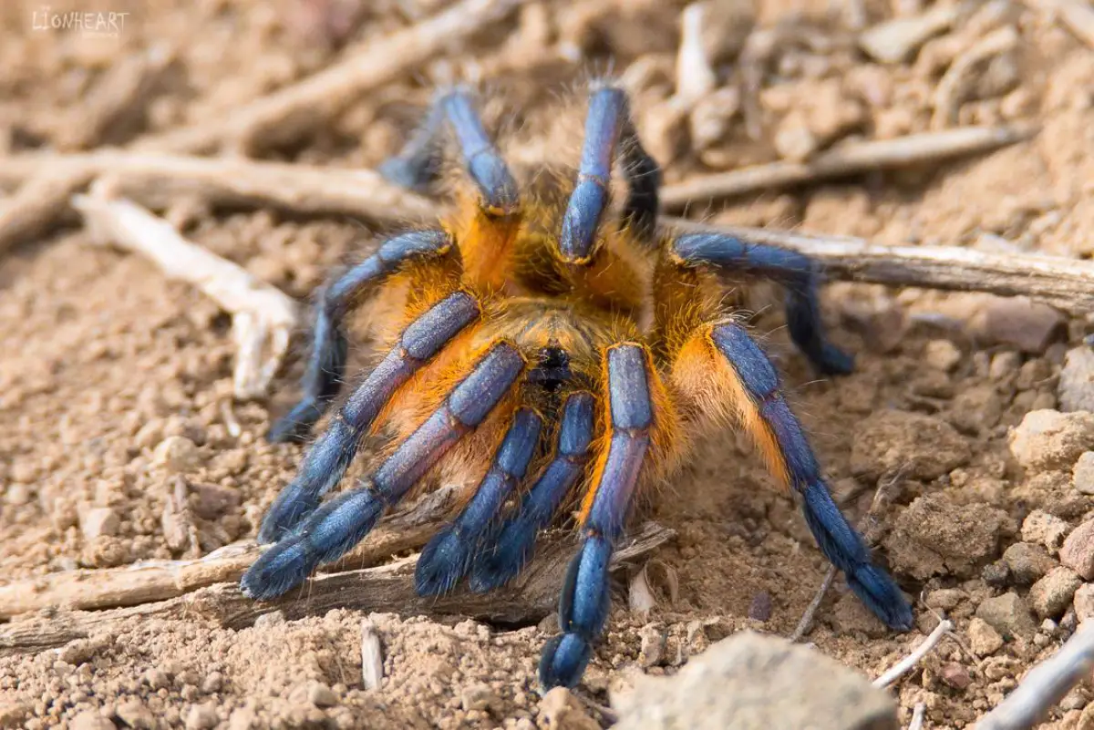 Araña babuina (Harpactirinae sp.)