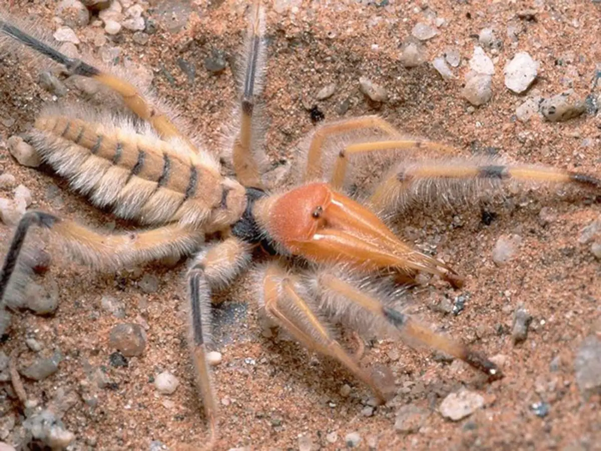 Araña camello (Solifugae)