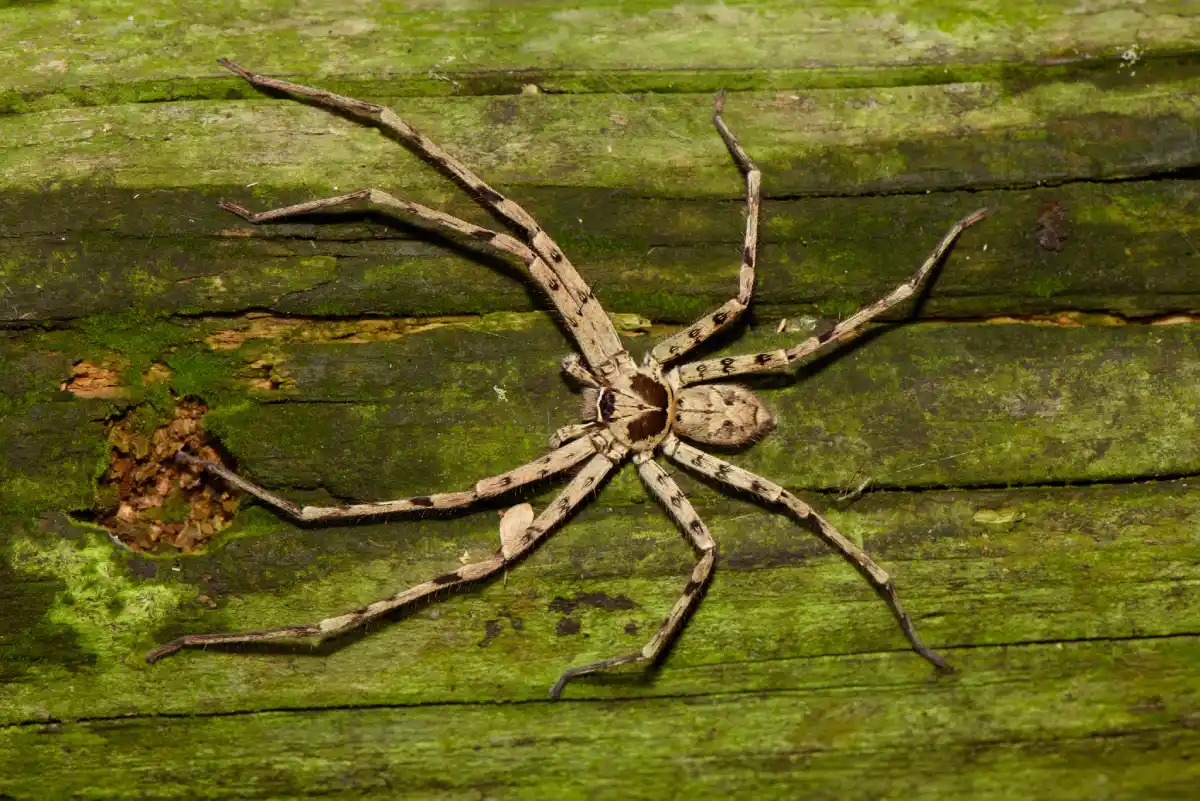 Araña cazadora gigante (Heteropoda venatoria)