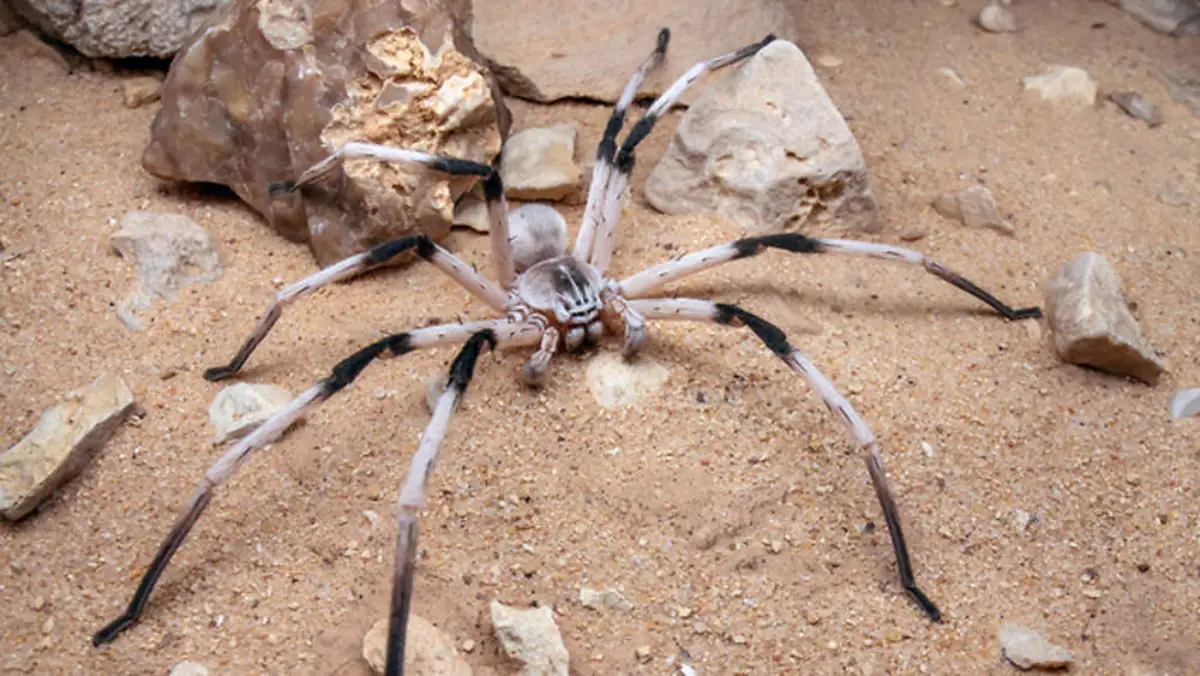 Araña cerbalus (Cerbalus aravaensis)