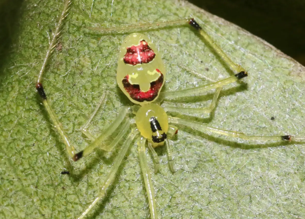 Araña de cara feliz (Theridion grallator)