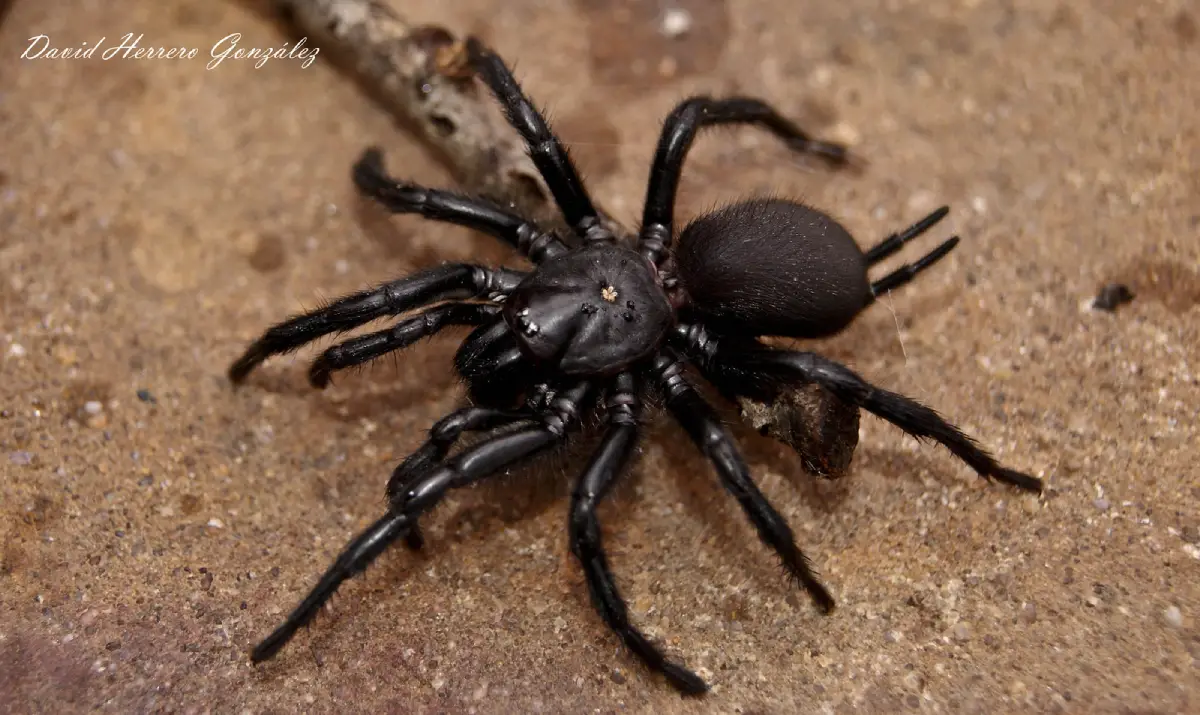 Araña de cola de ratón (Macrothele calpeiana)