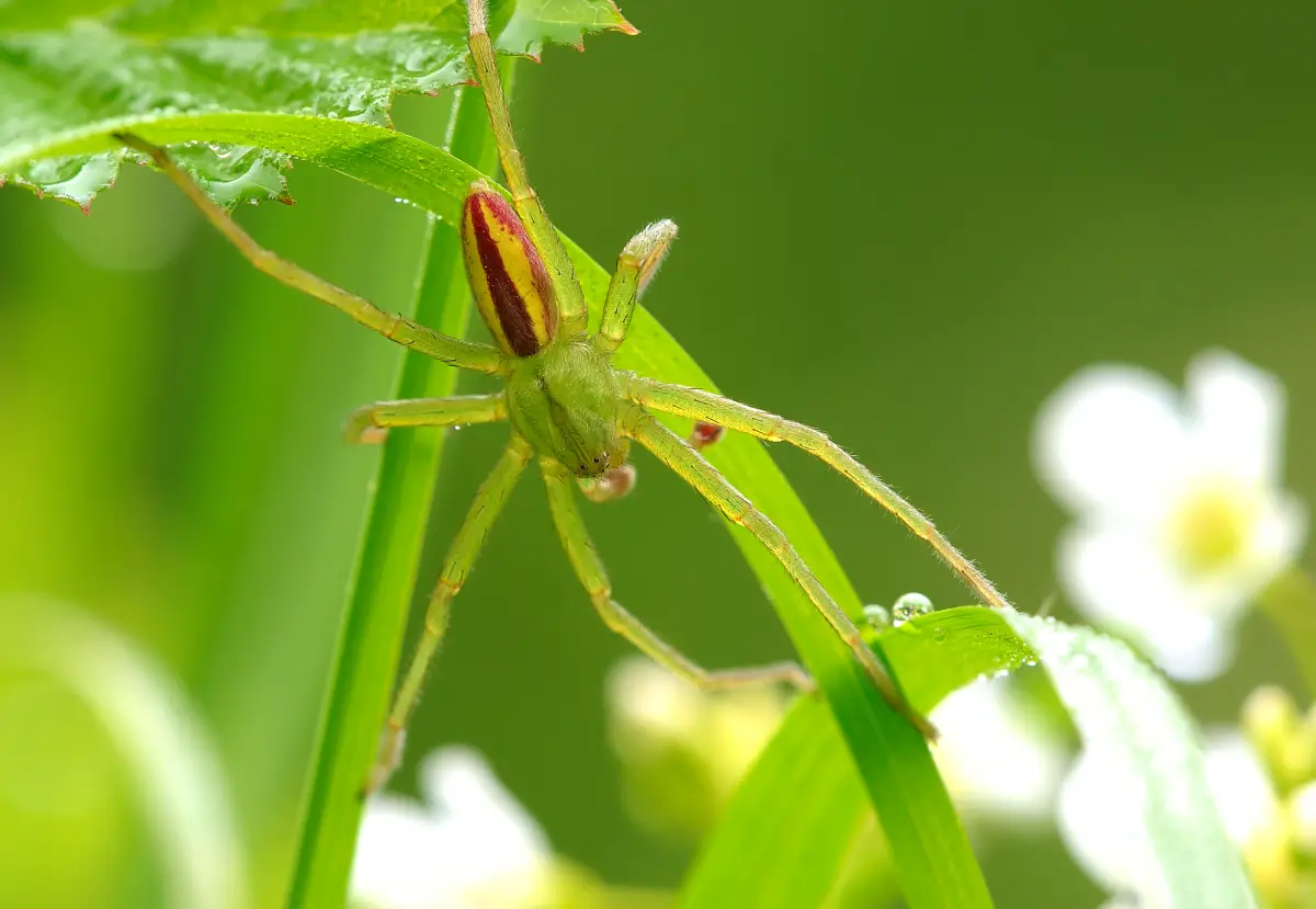 Araña de patas verdes (Micrommata virescens)