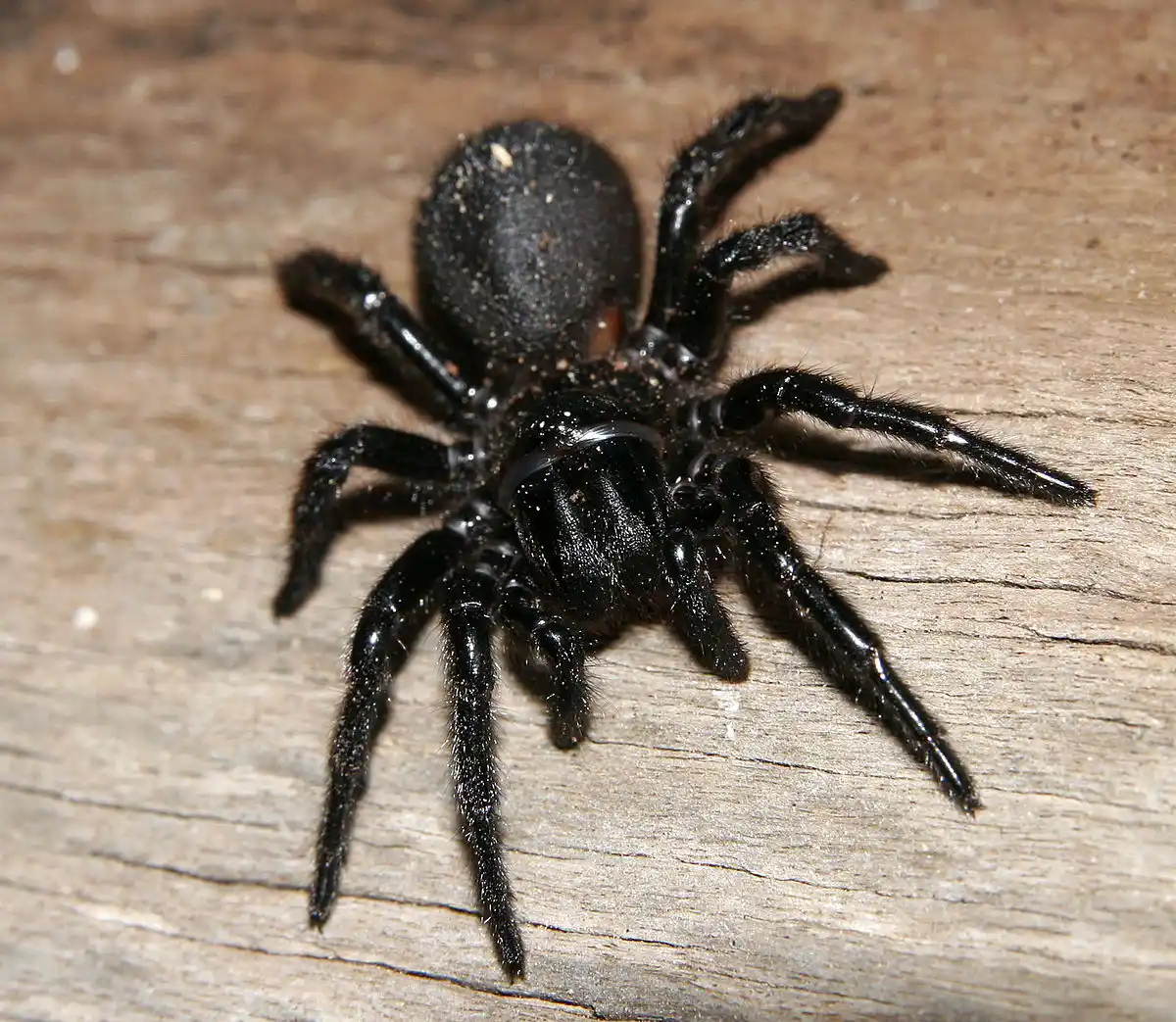 Araña de tela de embudo (Hadronyche spp.)