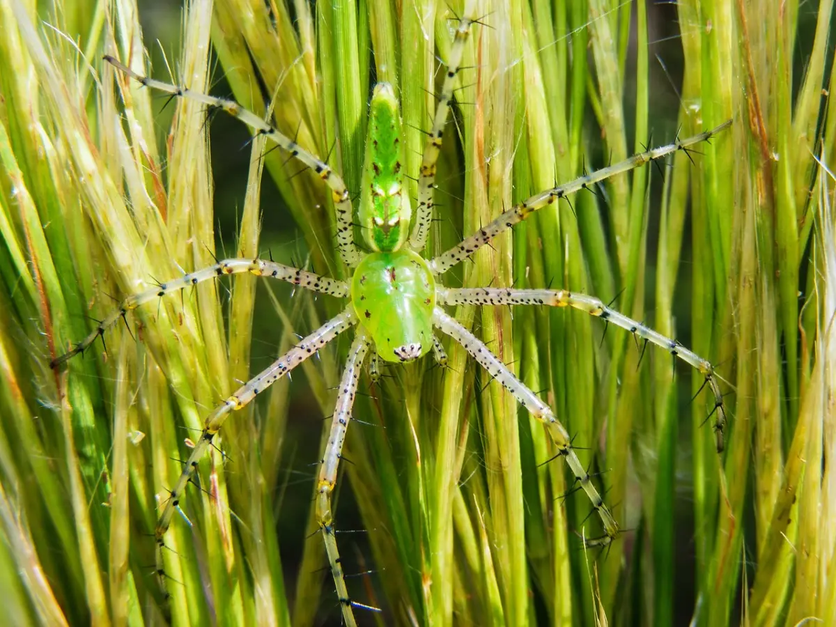 Araña lince verde (Peucetia viridans)