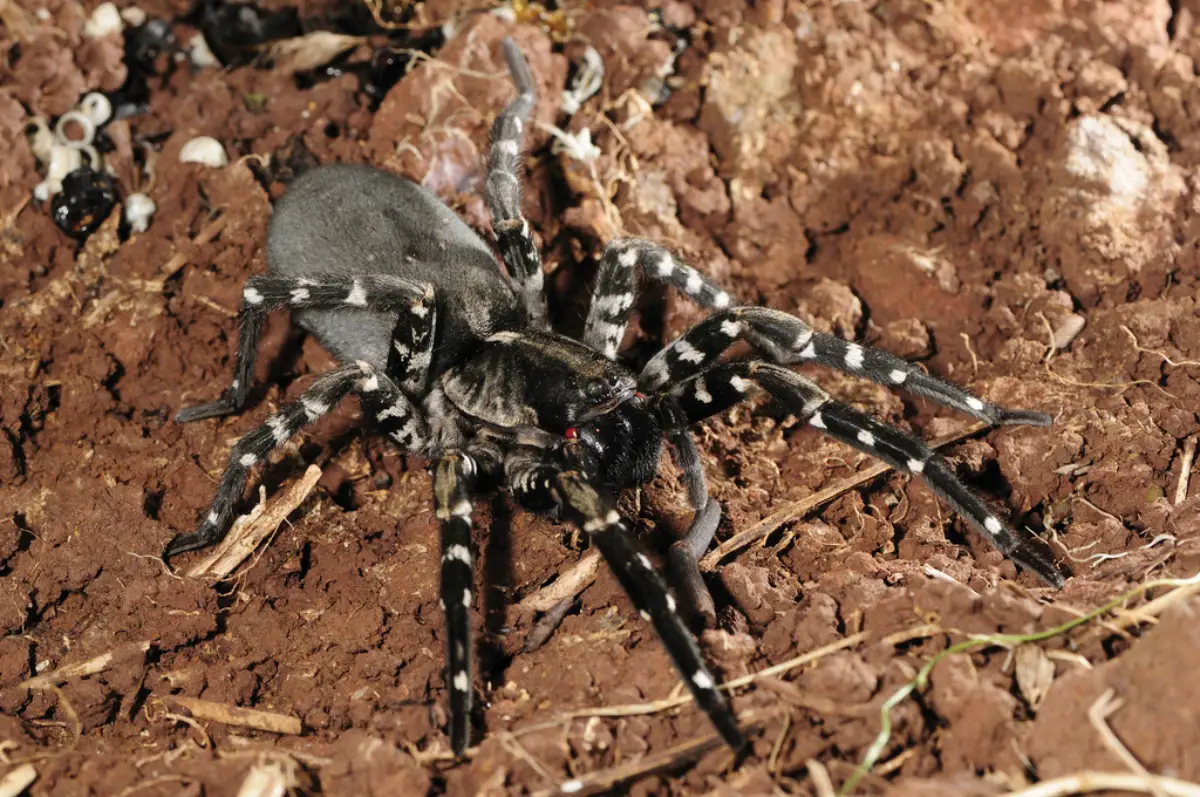 Araña lobo gigante (Hogna ingens)