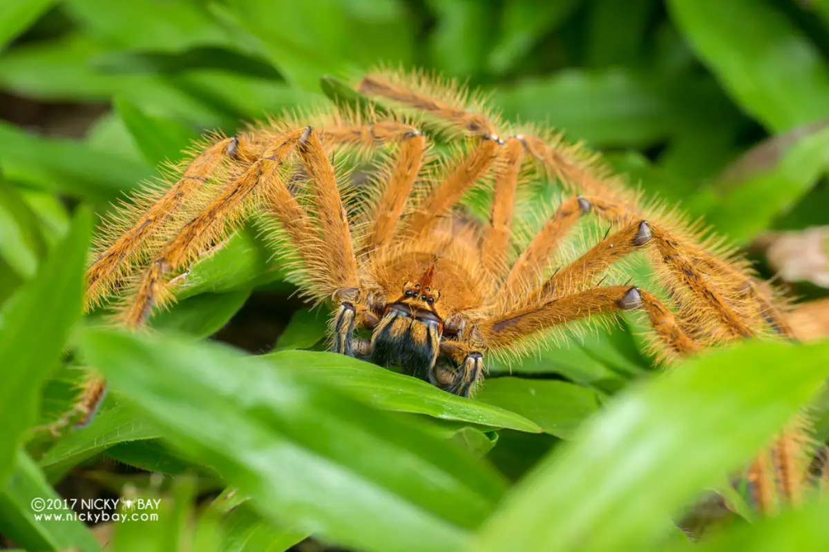 Araña patas largas del Himalaya (Heteropoda davidbowie)