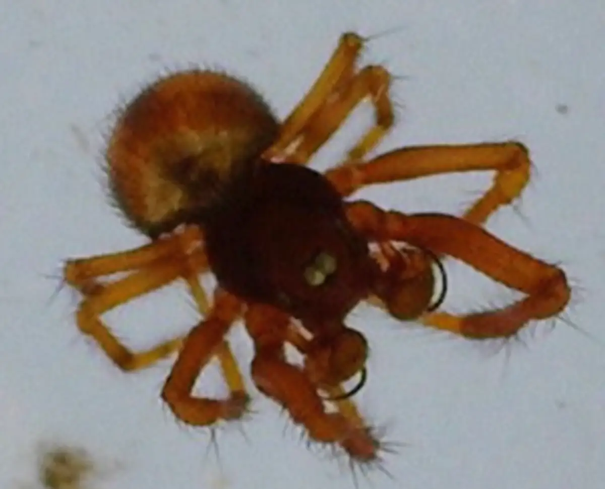 Araña patona (Anapisona simoni, 0.75 mm)