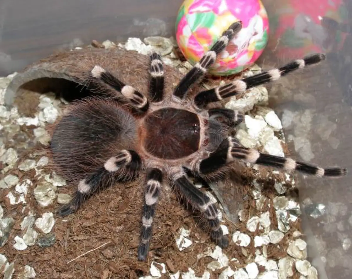 Araña pollito brasileña (Acanthoscurria geniculata)