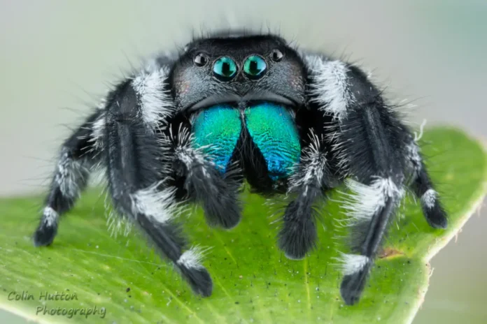 Araña saltarina (Phidippus regius)