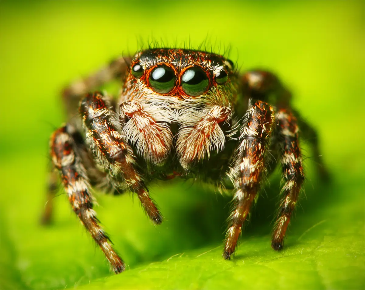 Araña saltarina (Salticidae)