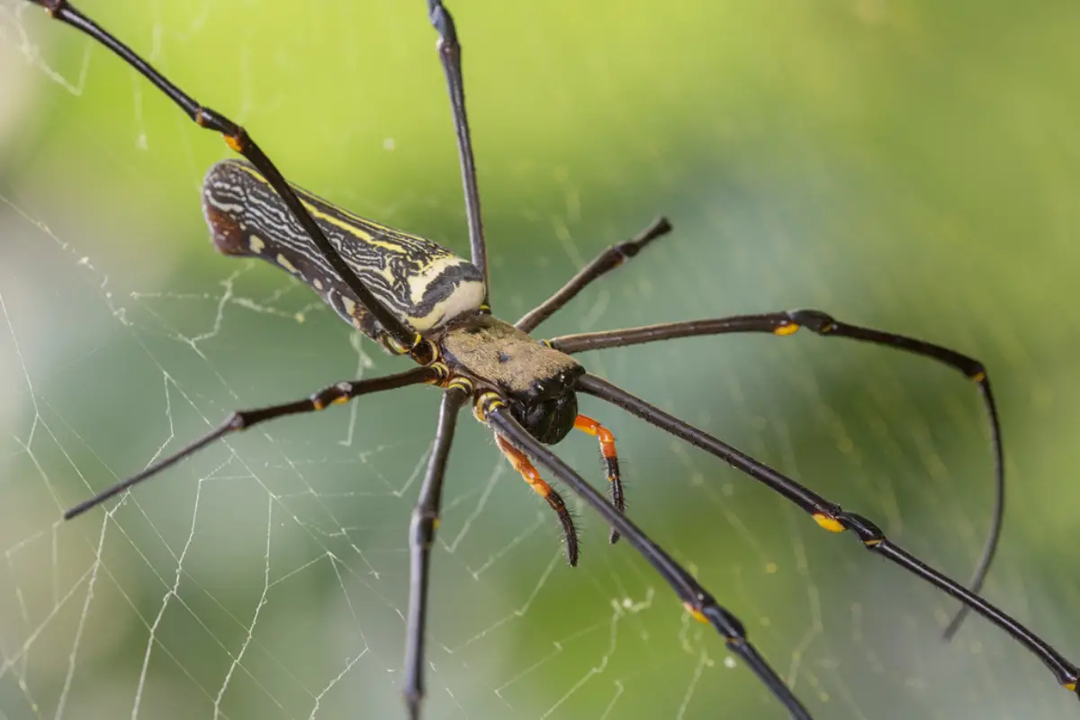 Araña tejedora dorada (Nephila pilipes)