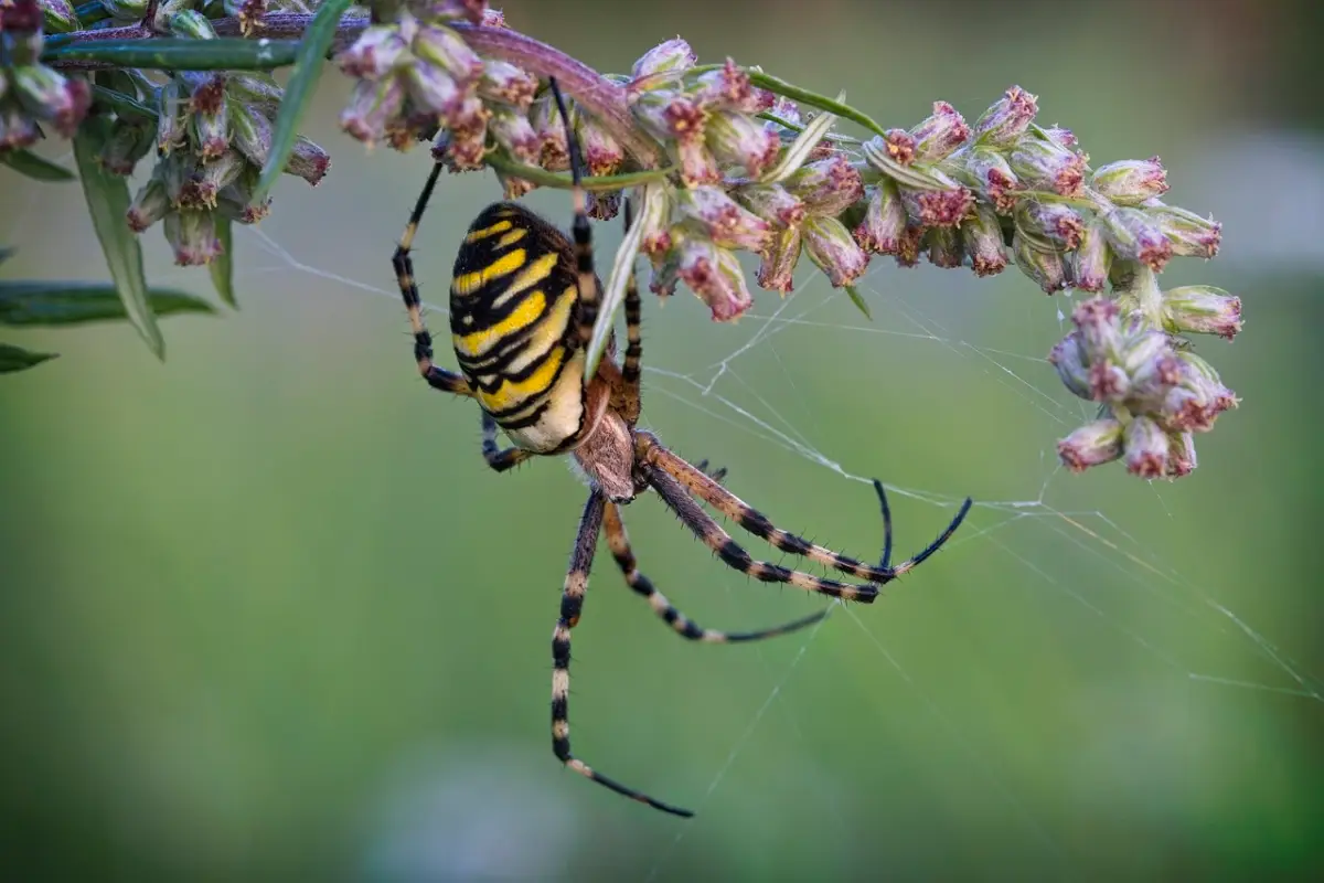 Araña tigre (Argiope bruennichi)