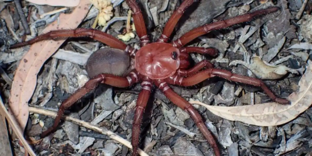 Araña trampilla dorada (Euoplos spp.)