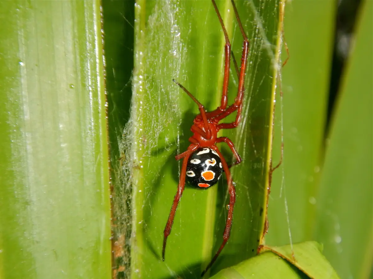 Araña viuda roja (Latrodectus bishopi)