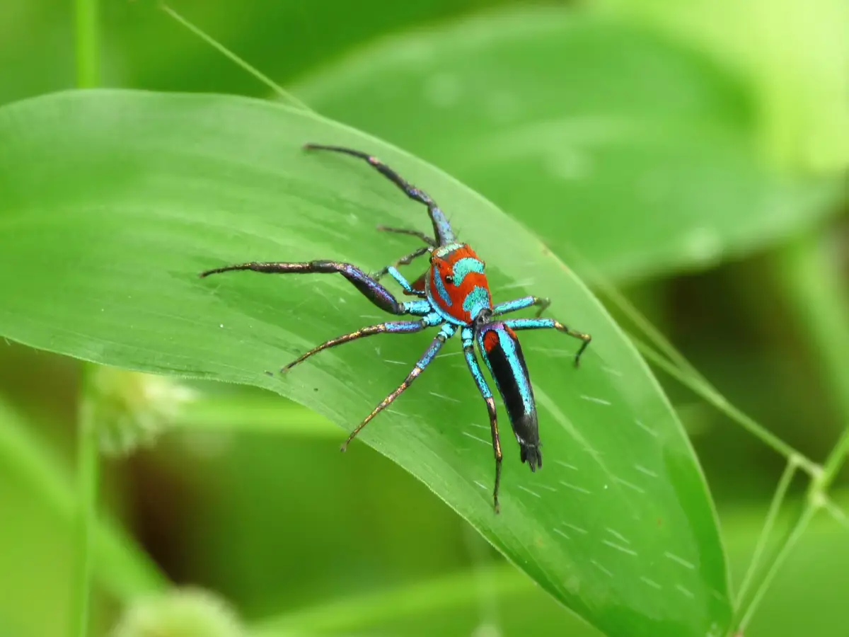 Araña zafiro (Chrysilla lauta)