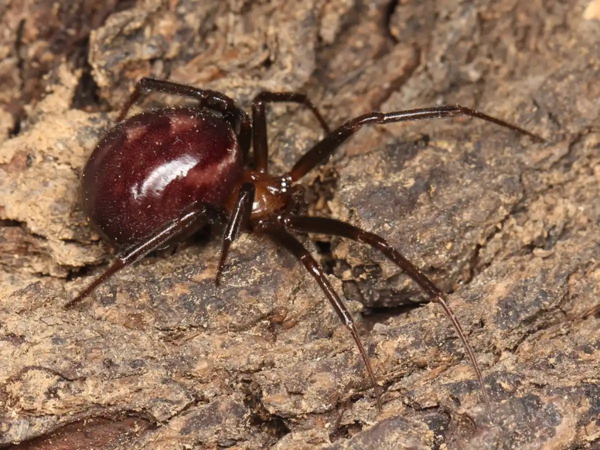 Falsa viuda (Steatoda grossa)