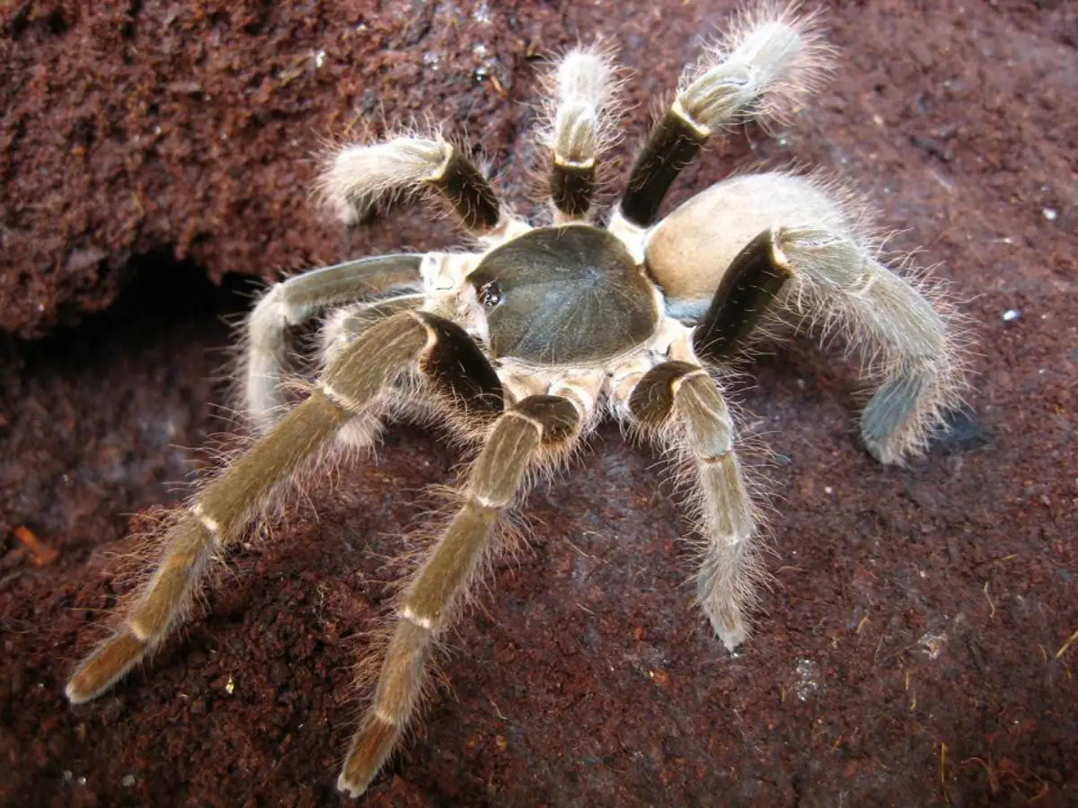 Tarántula gigante de Camerún (Hysterocrates gigas)