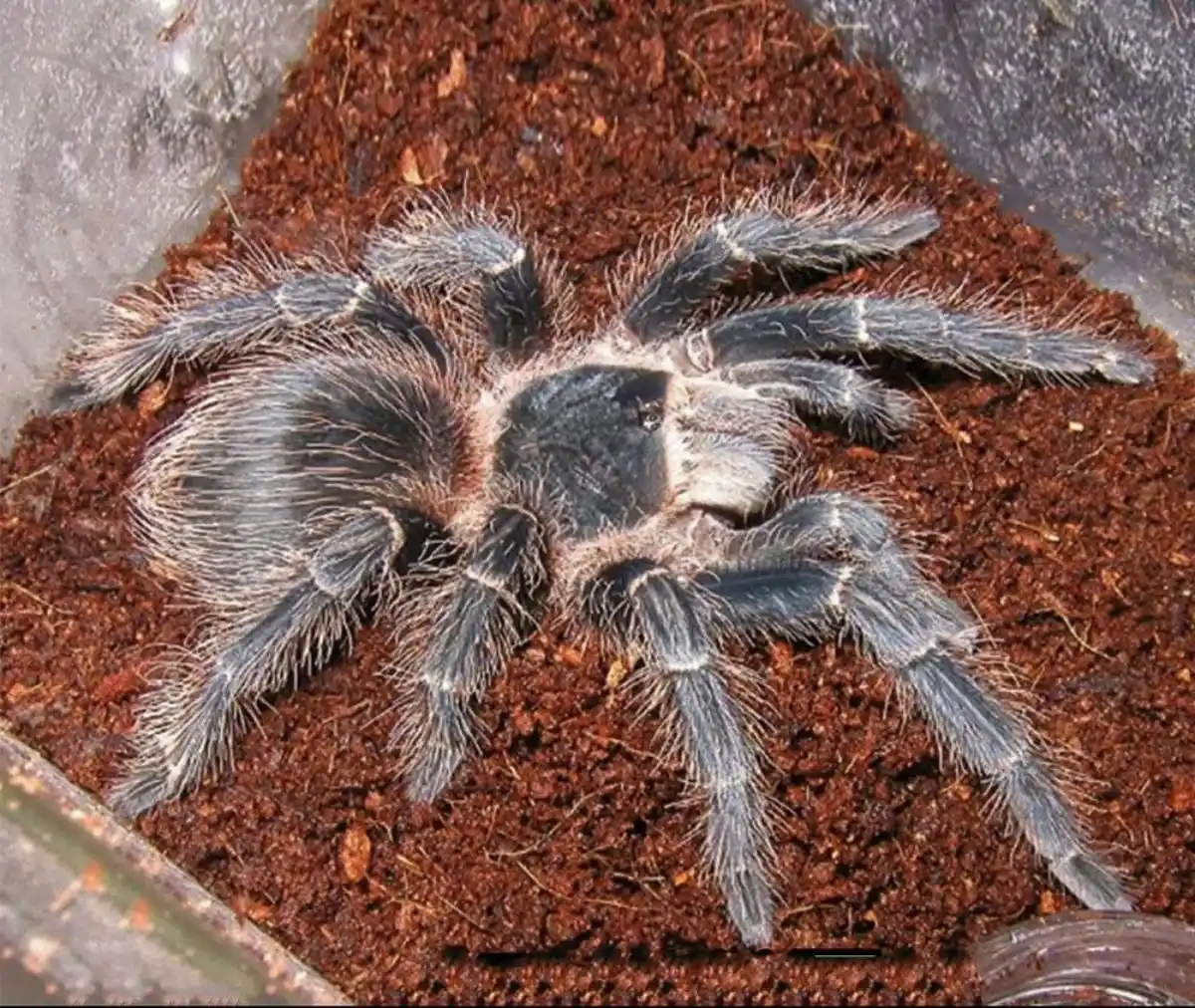 Tarántula salmon rosada (Lasiodora parahybana)