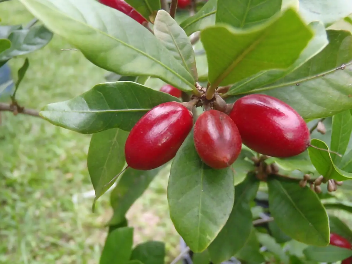 Fruta del Milagro (África Occidental)