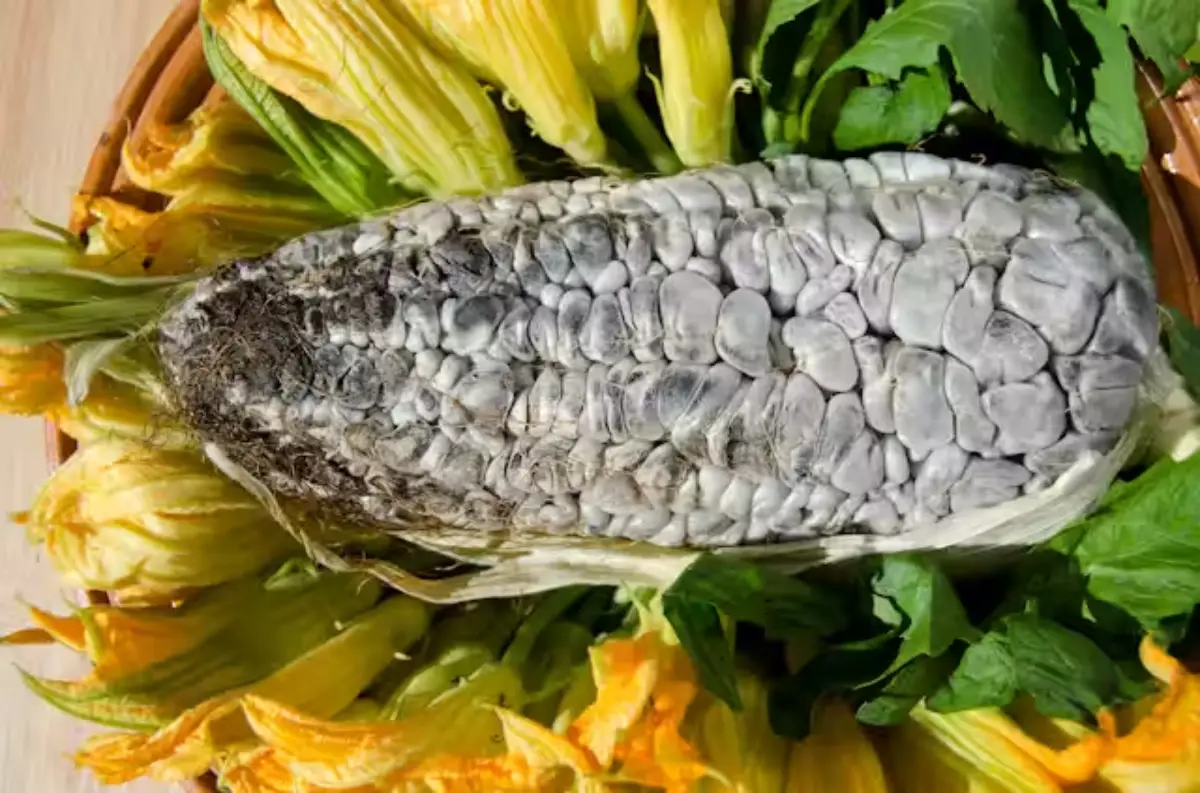 Huitlacoche (México)