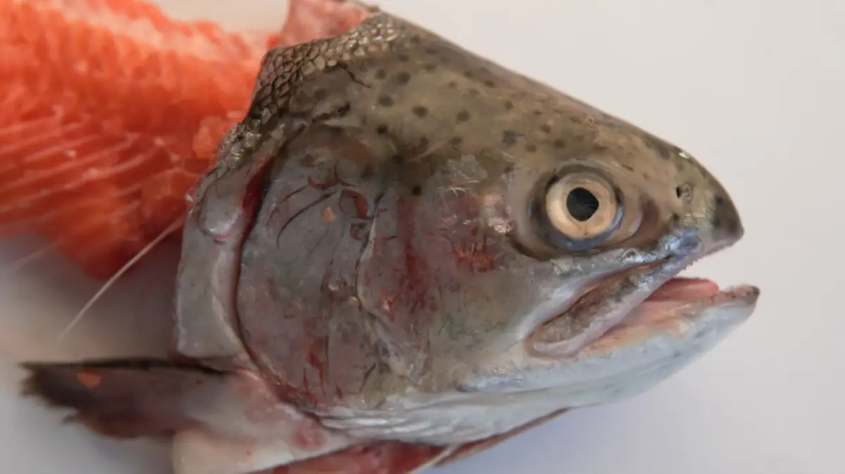 Stinkheads (Cabezas Apestosas de Salmón, Alaska)